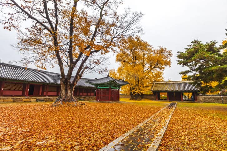 은행 단풍 여행지 성균관대학교 명륜당