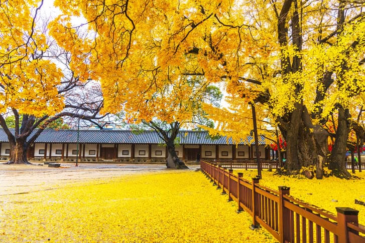 은행 단풍 여행지 성균관대학교 명륜당