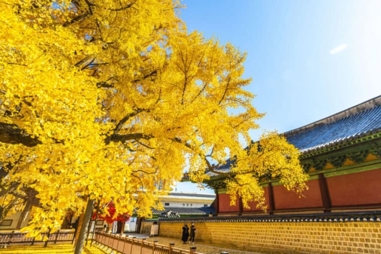 은행 단풍 여행지 성균관대학교 명륜당