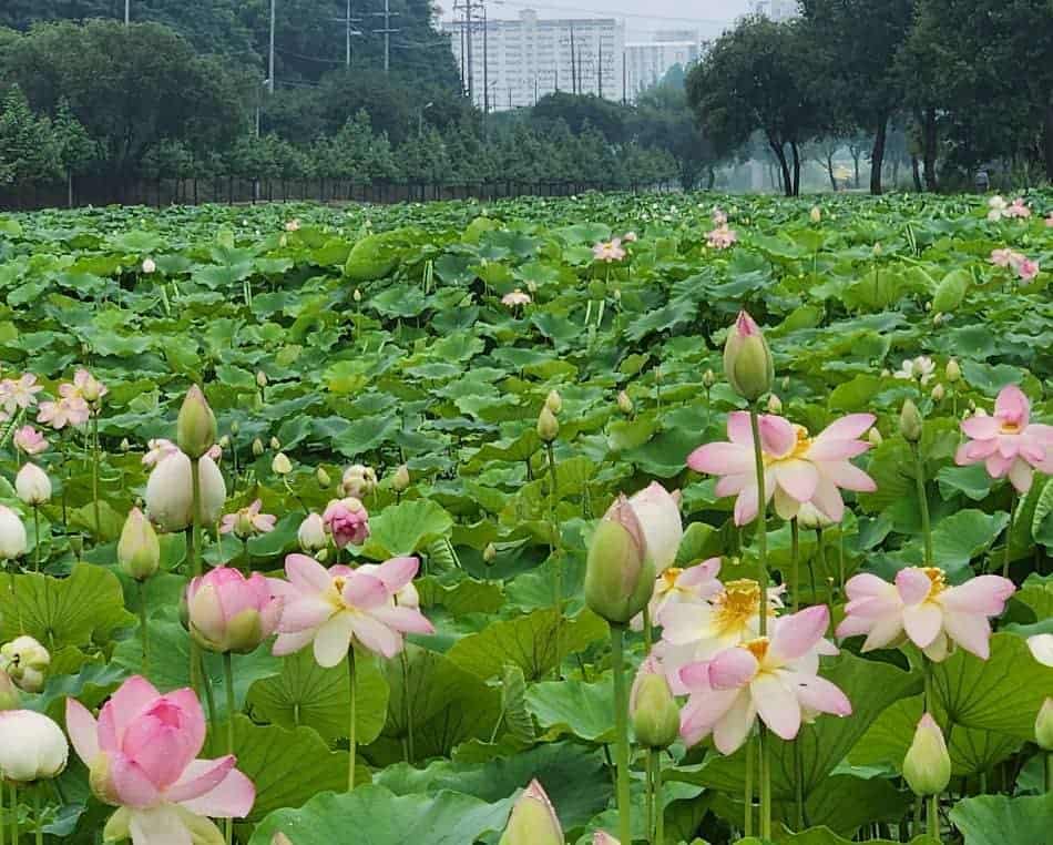 정안천생태공원